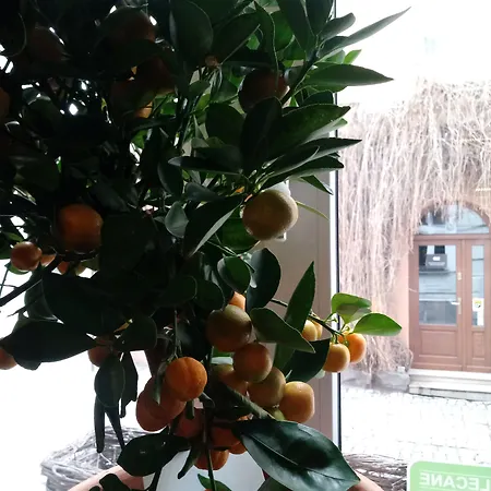 Shalom Kazimierz Apartahotel Cracovia