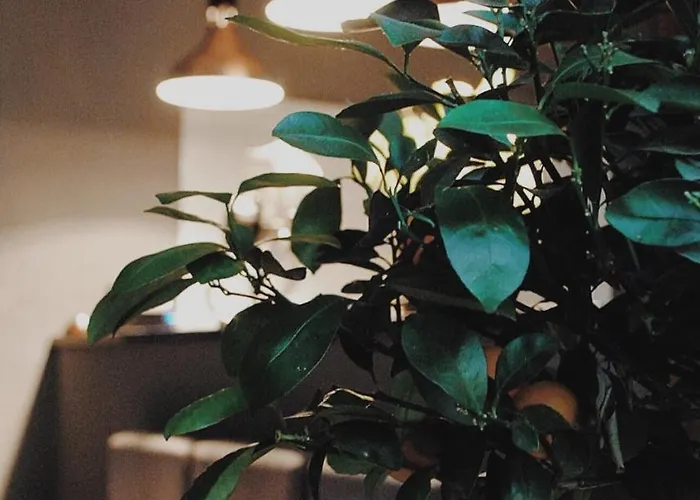 Shalom Kazimierz Krakow